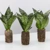 Sansevieria Trifasciata Green Hahnii Paper Pots -Plants in a Box Sales Shop SahsevieriaGreenHahnii 3plants