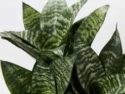 Sansevieria Trifasciata Green Hahnii Paper Pots -Plants in a Box Sales Shop SahsevieriaGreenHahnii detail