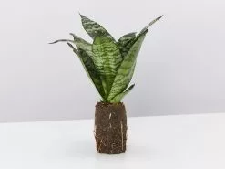 Assorted Box Of Sansevieria -Plants in a Box Sales Shop SahsevieriaGreenHahnii single 2322b86f 695c 4fc5 ab2c ef77759f512f