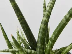 Elho Eco Friendly â™»ï¸Gift Box - Pick Your Own Houseplant 36 Elho Eco Friendly â™»ï¸Gift Box - Pick Your Own Houseplant -Plants in a Box Sales Shop SanseveraCylindicaCrazy125 detail