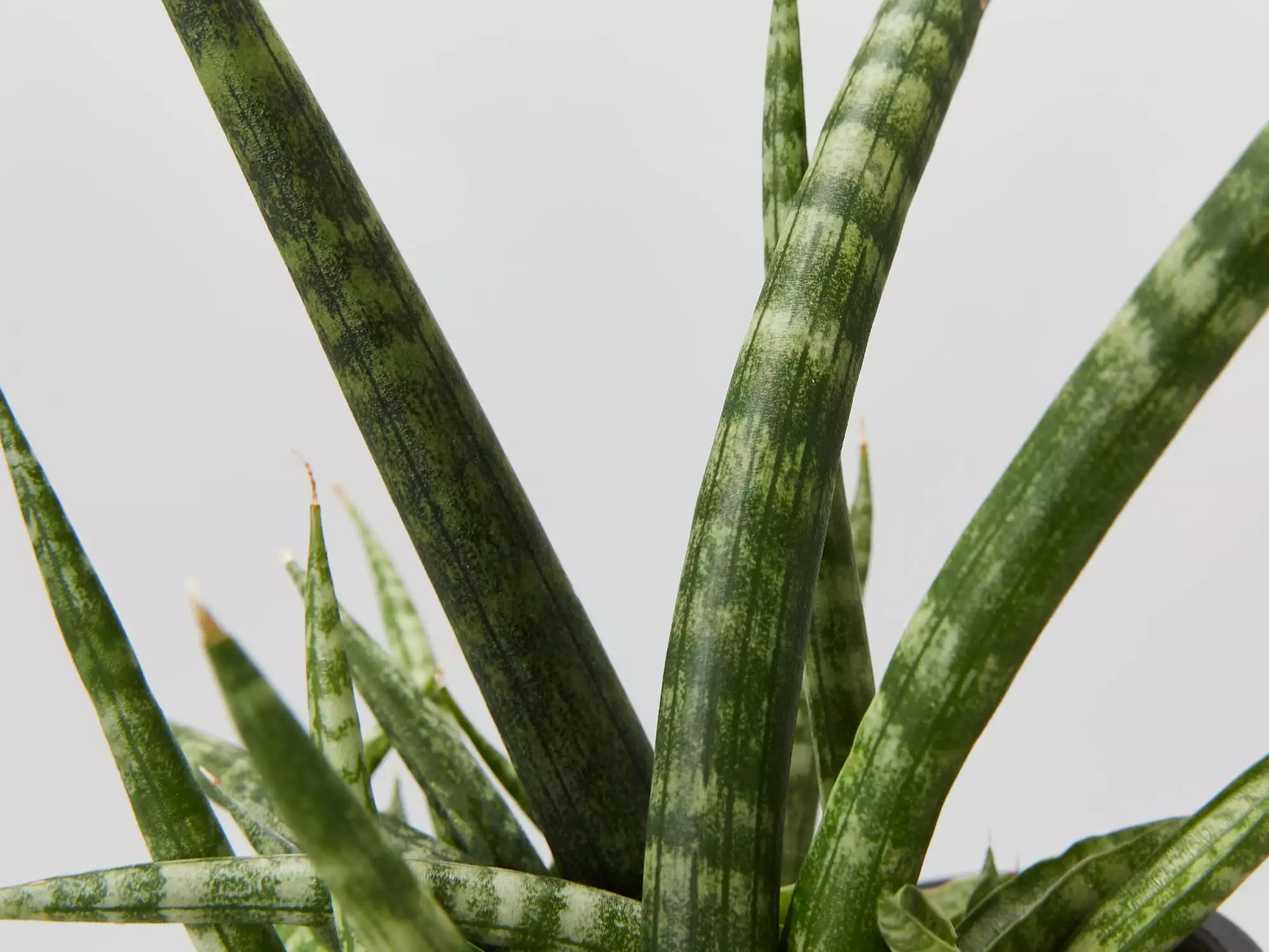 Elho Eco Friendly â™»ï¸Gift Box - Pick Your Own Houseplant 17 Elho Eco Friendly â™»ï¸Gift Box - Pick Your Own Houseplant - Image 15