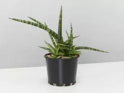 Sansevieria Crazy - Pot + Plant + Soil -Plants in a Box Sales Shop SanseveraCylindicaCrazy125 single 42cca61d 6d7e 47c3 aac6 4e53fa638abc