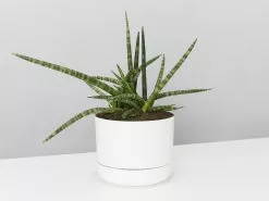 Sansevieria Crazy - Pot + Plant + Soil -Plants in a Box Sales Shop SanseveraCylindicaCrazyMrKitlyWhite 694e2364 0d6f 4240 9404 7b52d8c957f7