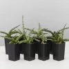 Sansevieria Cylindrica Snake Plants -Plants in a Box Sales Shop SanseveriaCylindrica50mm 8plants
