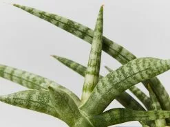 Sansevieria Cylindrica Snake Plants -Plants in a Box Sales Shop SanseveriaCylindrica50mm detail