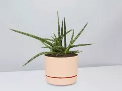 Sansevieria Crazy - Pot + Plant + Soil -Plants in a Box Sales Shop SanseveriaCylindricaCrazy ApricotPot