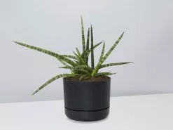 Sansevieria Crazy - Pot + Plant + Soil -Plants in a Box Sales Shop SanseveriaCylindricaCrazy BlackPot