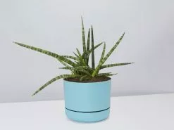 Sansevieria Crazy - Pot + Plant + Soil -Plants in a Box Sales Shop SanseveriaCylindricaCrazy BluePot