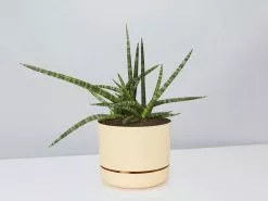 Sansevieria Crazy - Pot + Plant + Soil -Plants in a Box Sales Shop SanseveriaCylindricaCrazy BuffPot