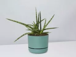 Sansevieria Crazy - Pot + Plant + Soil -Plants in a Box Sales Shop SanseveriaCylindricaCrazy CbGreenPot