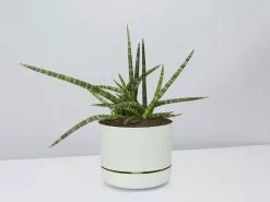 Sansevieria Crazy - Pot + Plant + Soil -Plants in a Box Sales Shop SanseveriaCylindricaCrazy FogPot