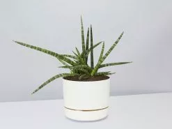 Sansevieria Crazy - Pot + Plant + Soil -Plants in a Box Sales Shop SanseveriaCylindricaCrazy LinenPot