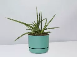 Sansevieria Crazy - Pot + Plant + Soil -Plants in a Box Sales Shop SanseveriaCylindricaCrazy MossPot