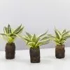Sansevieria Trifasciata Golden Hahnii In Paper Pots -Plants in a Box Sales Shop SanseveriaGoldenHahnii 3plants 1d3e48f0 bcfc 4df0 a350 3b750edc300b