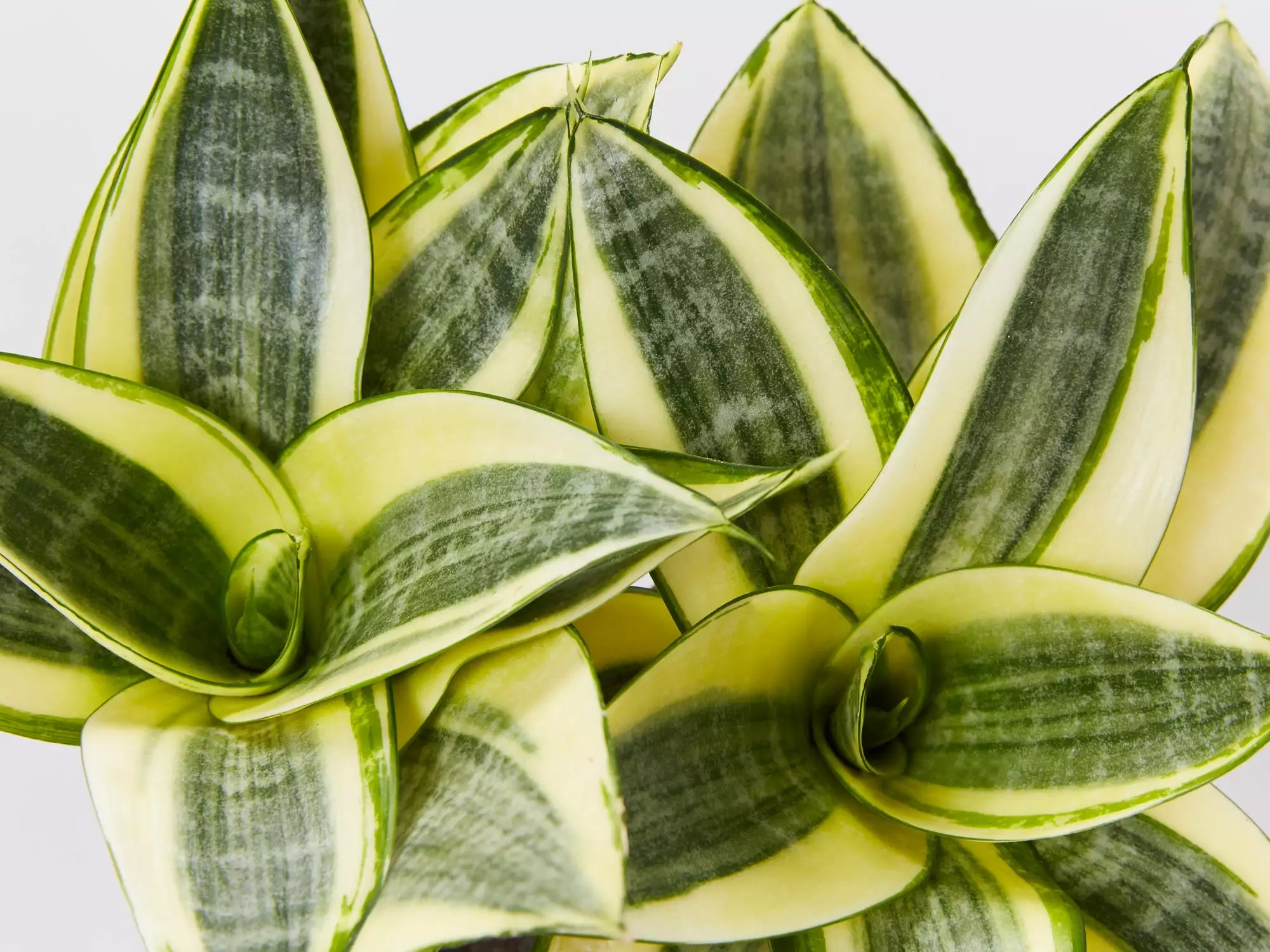 Sansevieria Trifasciata Golden Hahnii - Pot + Plant + Soil 5 Sansevieria Trifasciata Golden Hahnii - Pot + Plant + Soil - Image 3