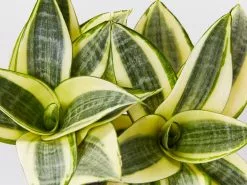 Assorted Box Of Sansevieria -Plants in a Box Sales Shop SanseveriaGoldenHahnii detail 4a80ca18 d5aa 420f bd17 317298b127e7