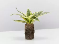 Assorted Box Of Sansevieria -Plants in a Box Sales Shop SanseveriaGoldenHahnii single 4836015c 1373 44d6 9781 2afa50b9b1c8