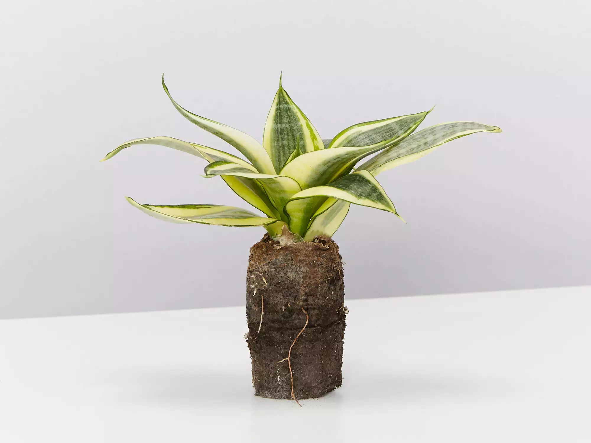 Sansevieria Trifasciata Golden Hahnii In Paper Pots 5 Sansevieria Trifasciata Golden Hahnii In Paper Pots - Image 3