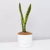 Sansevieria Trifasciata Laurentii- Pot + Plant + Soil -Plants in a Box Sales Shop SanseveriaLaurentilWhitePot single