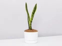Sansevieria Trifasciata Laurentii- Pot + Plant + Soil