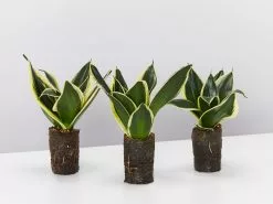 Sansevieria Trifasciata Lotus Hahnii In Paper Pots