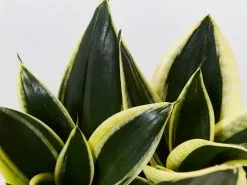 Assorted Box Of Sansevieria -Plants in a Box Sales Shop SanseveriaLotusHahnii detail cba3442e 7fc2 4a1b 830a 0445d77a23fb
