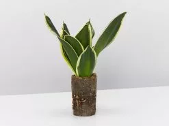 Sansevieria Trifasciata Lotus Hahnii In Paper Pots -Plants in a Box Sales Shop SanseveriaLotusHahnii single 20ef4525 77d7 43b1 bd61 839032ac705b