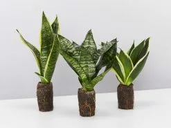 Assorted Box Of Sansevieria
