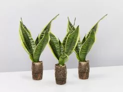 Sansevieria Trifasciata Superba Paper Pots