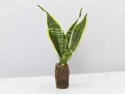 Sansevieria Trifasciata Superba Paper Pots -Plants in a Box Sales Shop SanseveriaSuperba single