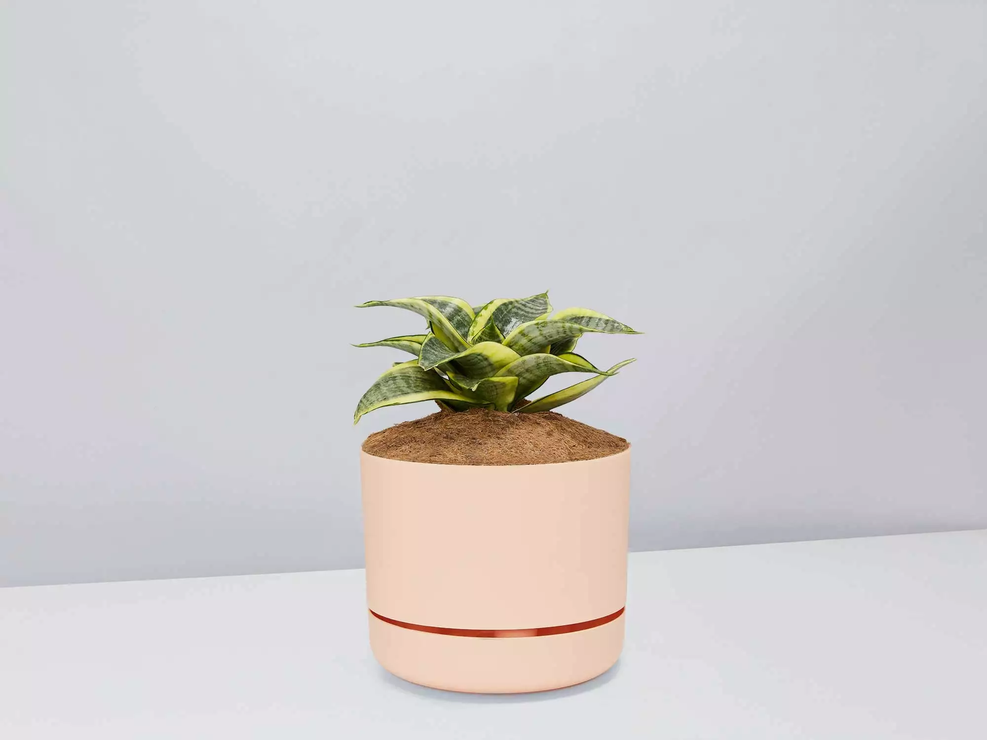 Sansevieria Trifasciata Golden Hahnii - Pot + Plant + Soil 12 Sansevieria Trifasciata Golden Hahnii - Pot + Plant + Soil - Image 10