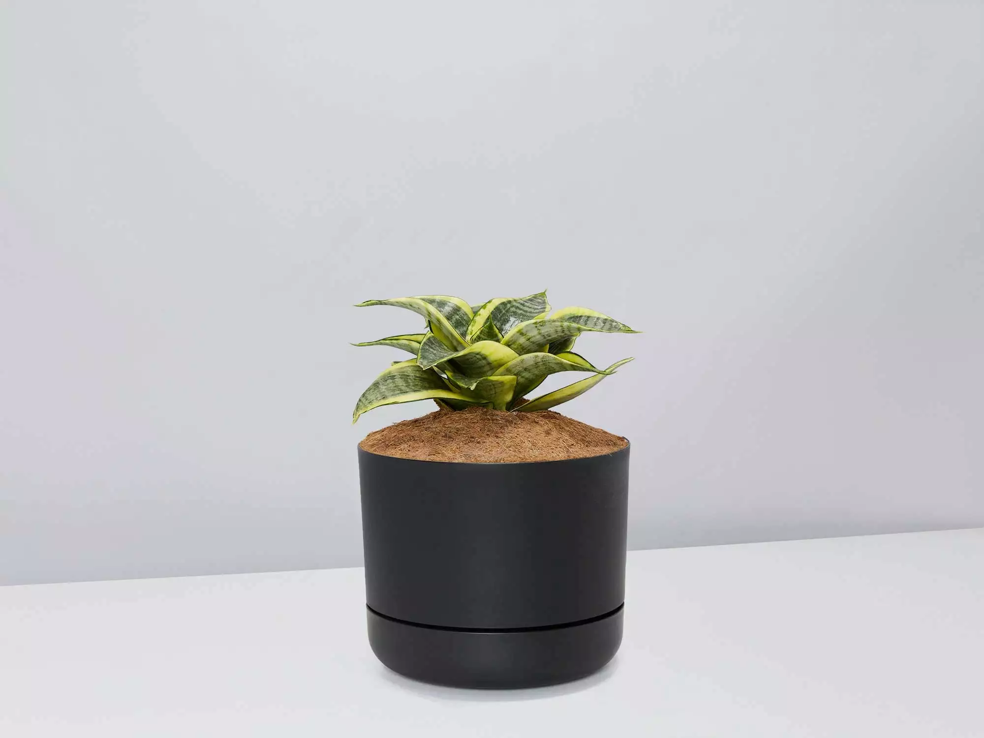 Sansevieria Trifasciata Golden Hahnii - Pot + Plant + Soil 6 Sansevieria Trifasciata Golden Hahnii - Pot + Plant + Soil - Image 4