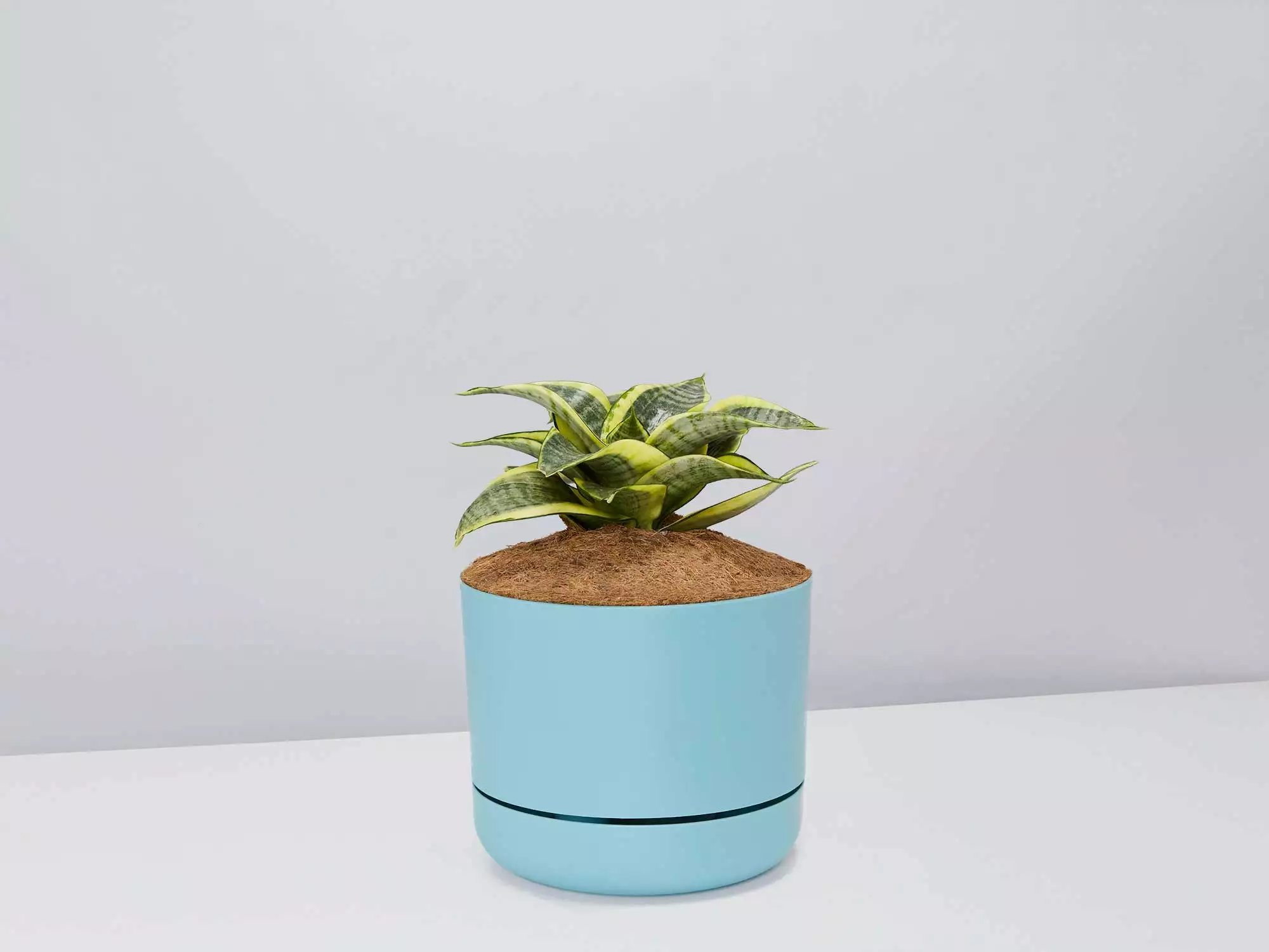 Sansevieria Trifasciata Golden Hahnii - Pot + Plant + Soil 9 Sansevieria Trifasciata Golden Hahnii - Pot + Plant + Soil - Image 7