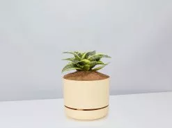 Sansevieria Trifasciata Golden Hahnii - Pot + Plant + Soil 27 Sansevieria Trifasciata Golden Hahnii - Pot + Plant + Soil -Plants in a Box Sales Shop SansevieriaGoldenHahnii BuffPot