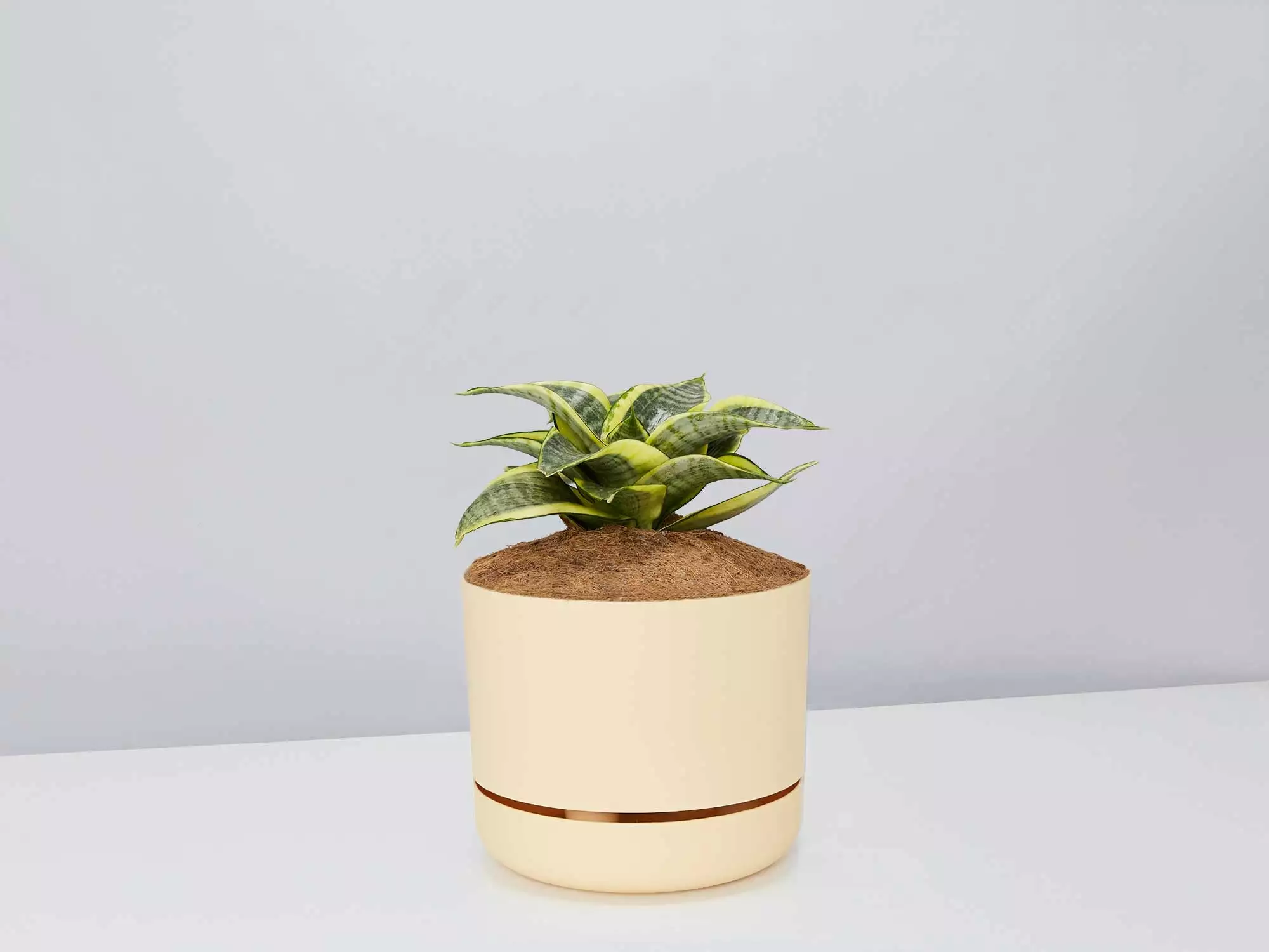 Sansevieria Trifasciata Golden Hahnii - Pot + Plant + Soil 11 Sansevieria Trifasciata Golden Hahnii - Pot + Plant + Soil - Image 9