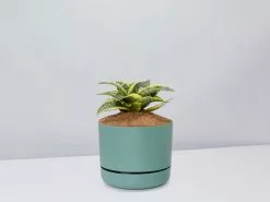 Sansevieria Trifasciata Golden Hahnii - Pot + Plant + Soil 30 Sansevieria Trifasciata Golden Hahnii - Pot + Plant + Soil -Plants in a Box Sales Shop SansevieriaGoldenHahnii CbGreenPot