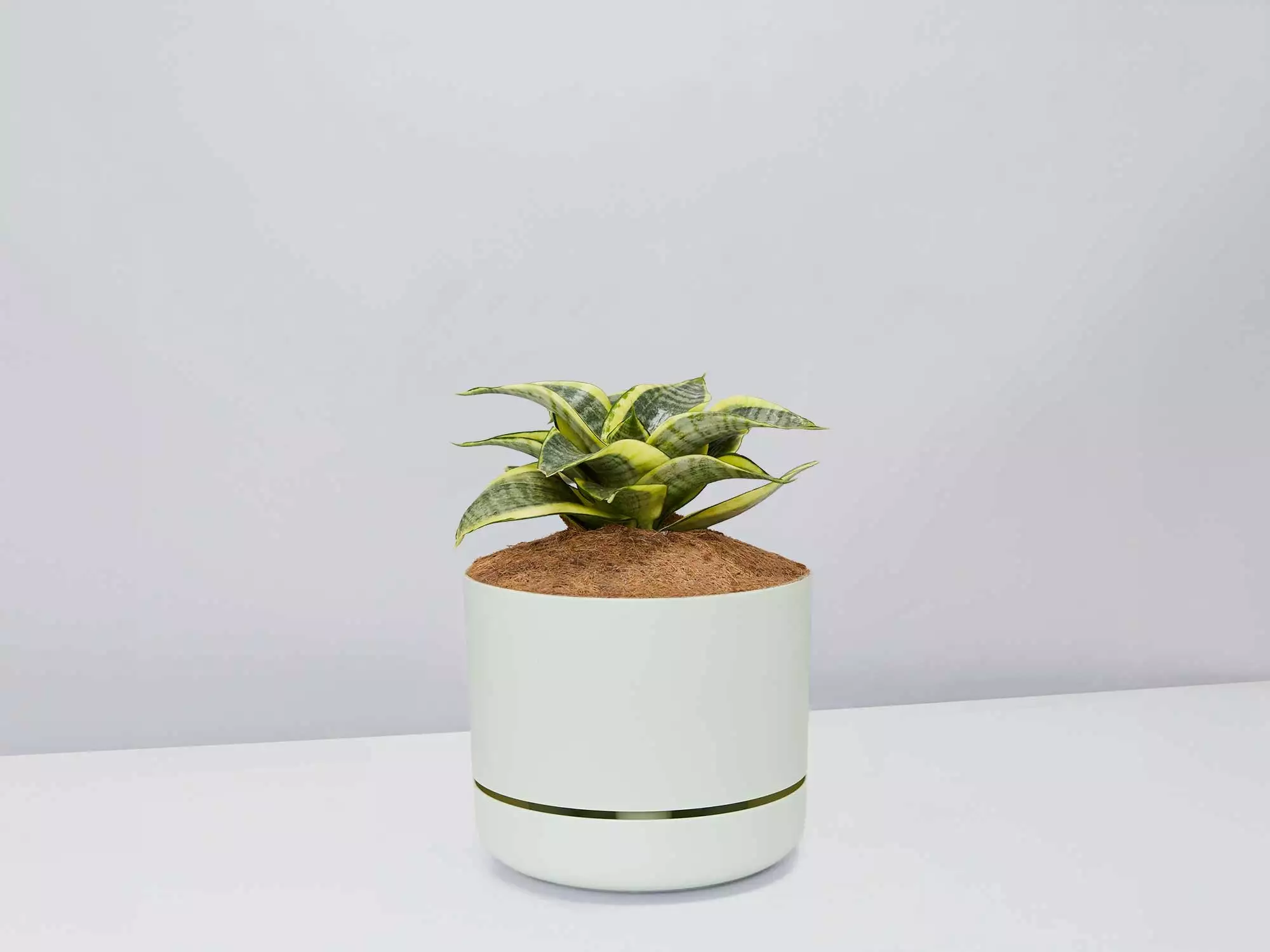 Sansevieria Trifasciata Golden Hahnii - Pot + Plant + Soil 8 Sansevieria Trifasciata Golden Hahnii - Pot + Plant + Soil - Image 6