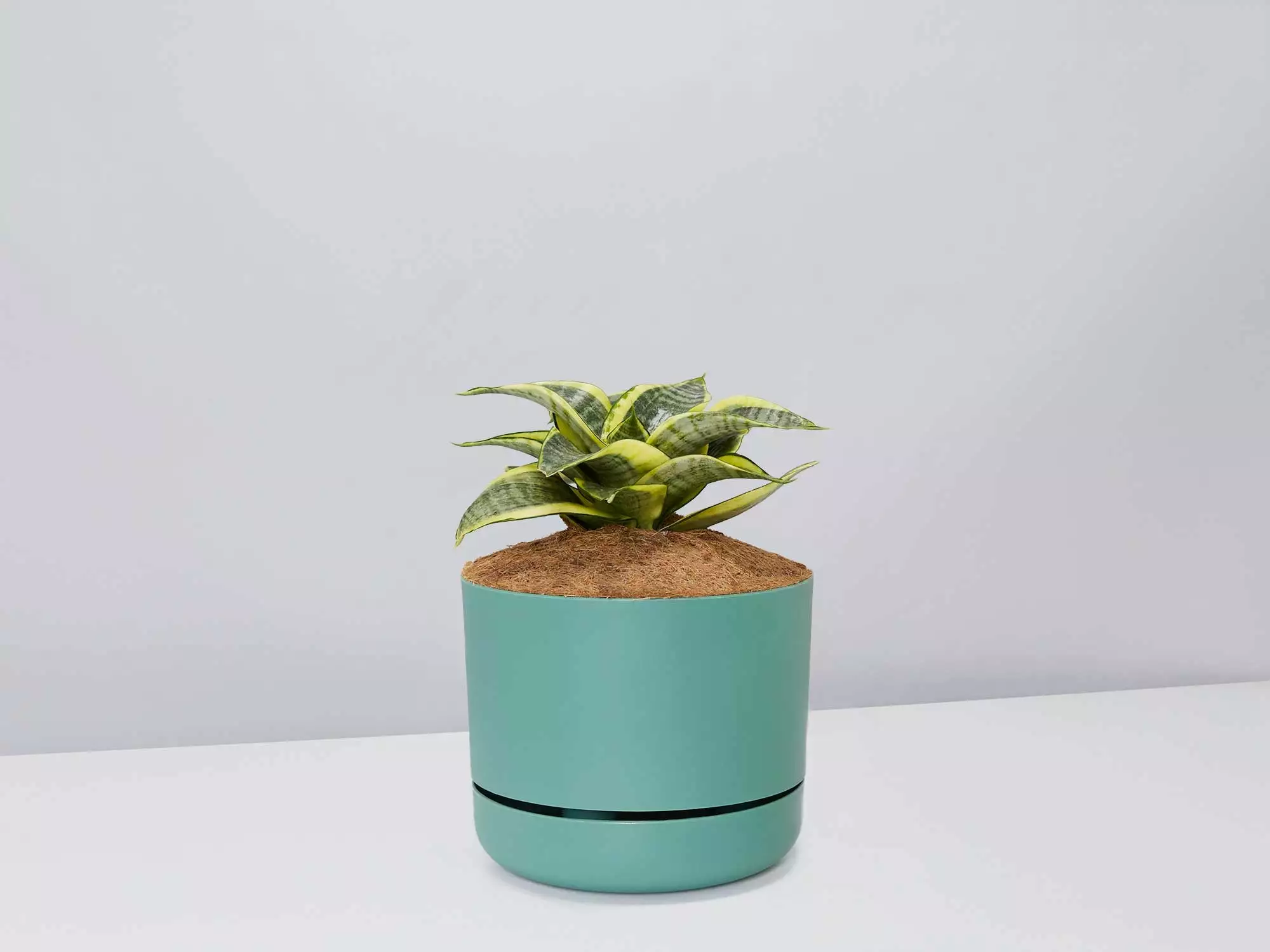 Sansevieria Trifasciata Golden Hahnii - Pot + Plant + Soil 7 Sansevieria Trifasciata Golden Hahnii - Pot + Plant + Soil - Image 5