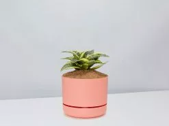 Sansevieria Trifasciata Golden Hahnii - Pot + Plant + Soil 29 Sansevieria Trifasciata Golden Hahnii - Pot + Plant + Soil -Plants in a Box Sales Shop SansevieriaGoldenHahnii PersimmonPot