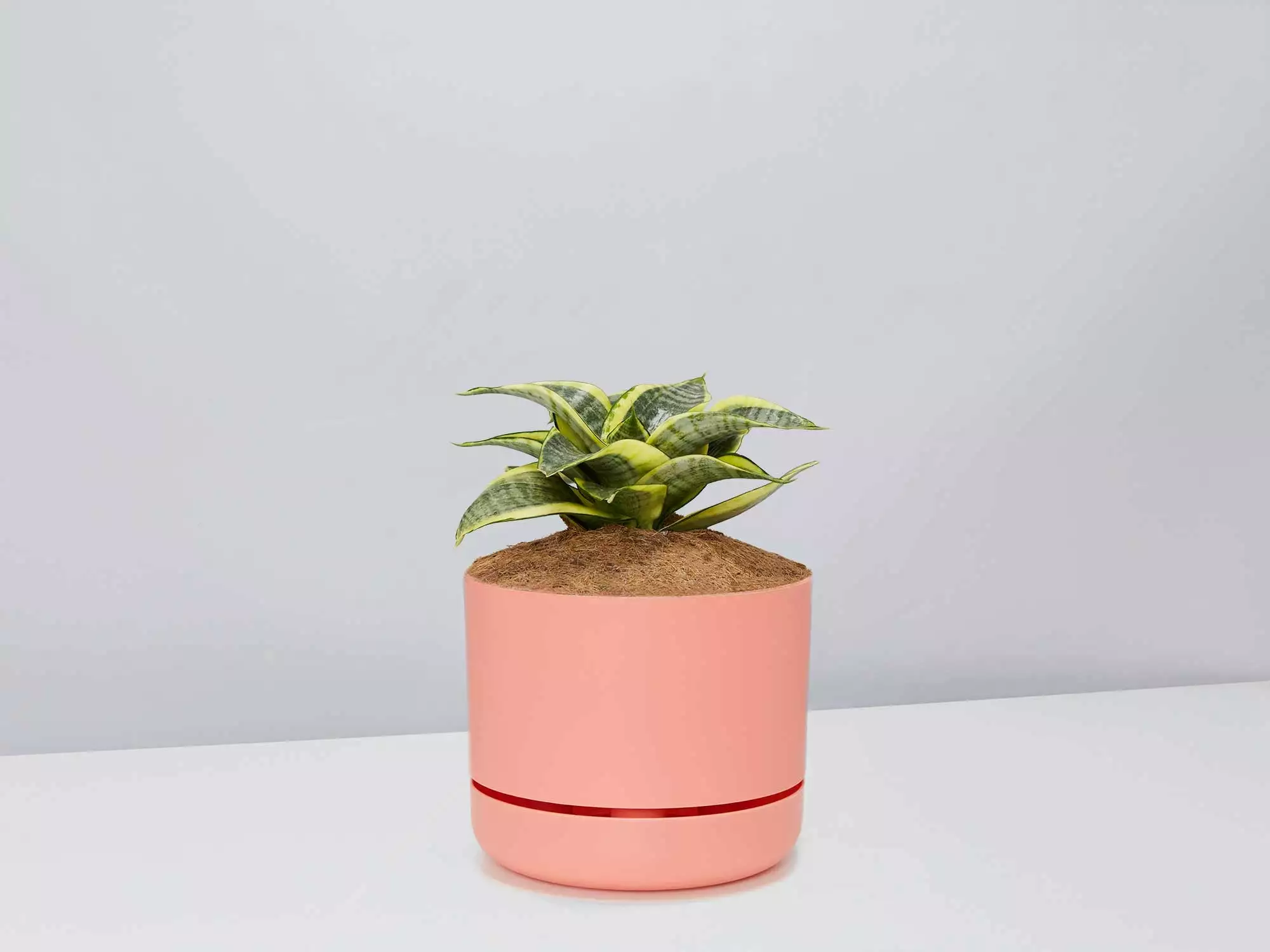 Sansevieria Trifasciata Golden Hahnii - Pot + Plant + Soil 13 Sansevieria Trifasciata Golden Hahnii - Pot + Plant + Soil - Image 11