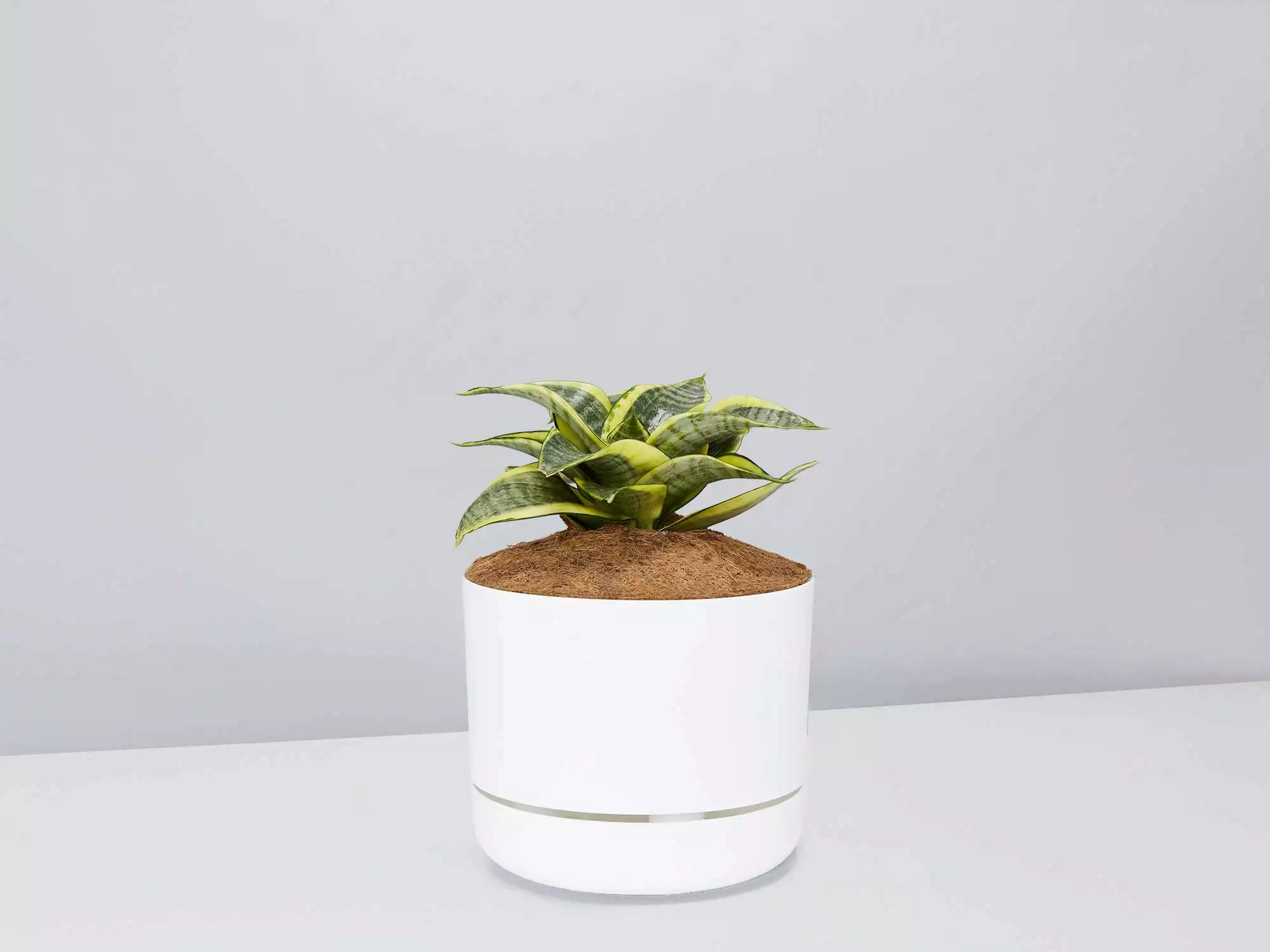 Sansevieria Trifasciata Golden Hahnii - Pot + Plant + Soil 10 Sansevieria Trifasciata Golden Hahnii - Pot + Plant + Soil - Image 8