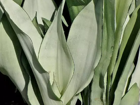 Sansevieria Trifasciata Moonshine With Pot Option 4 Sansevieria Trifasciata Moonshine With Pot Option - Image 2