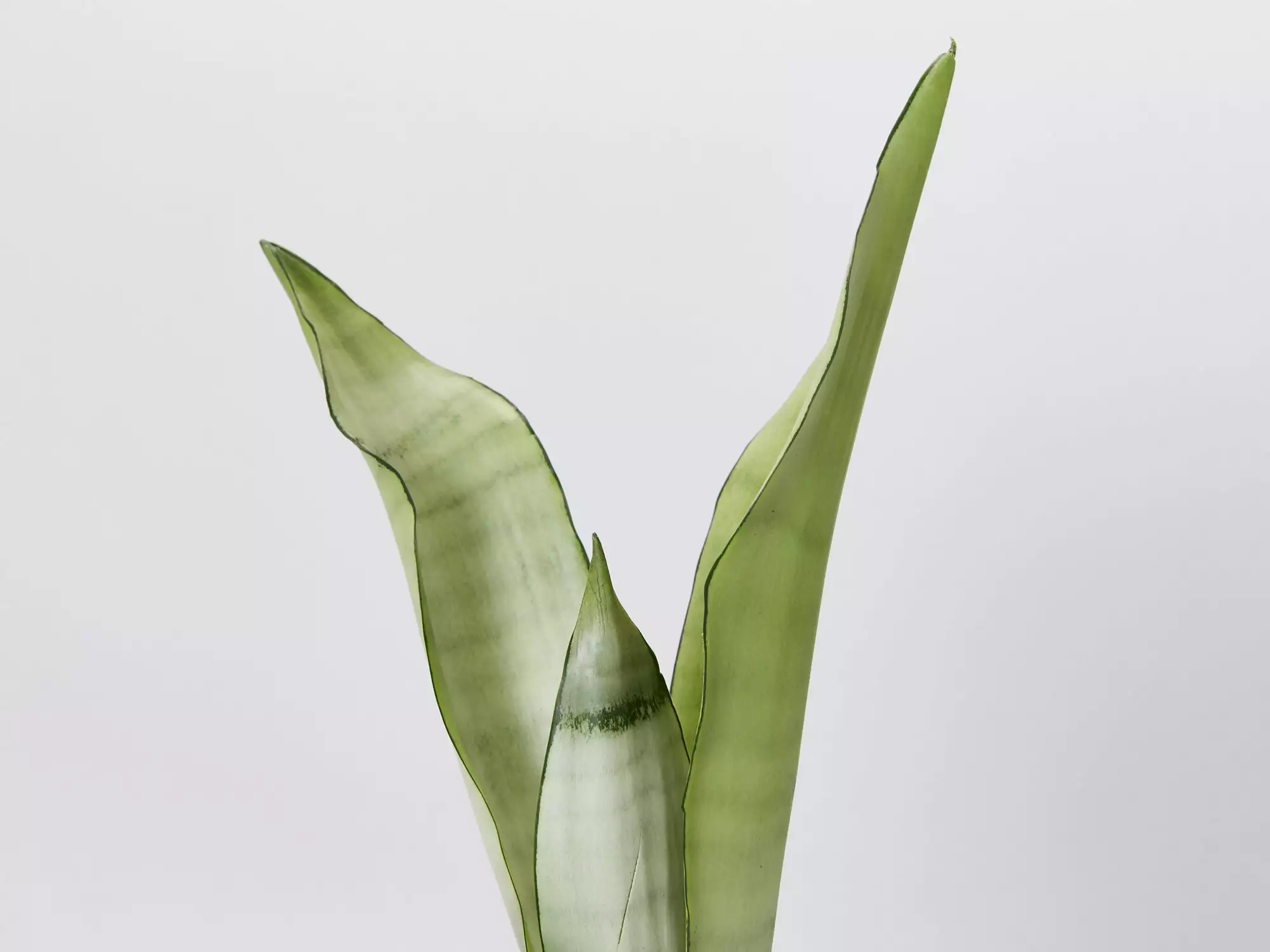 Sansevieria Trifasciata Moonshine With Pot Option 5 Sansevieria Trifasciata Moonshine With Pot Option - Image 3