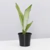 Sansevieria Trifasciata Moonshine With Pot Option 2 Sansevieria Trifasciata Moonshine With Pot Option -Plants in a Box Sales Shop SansevieriaMoonshine single
