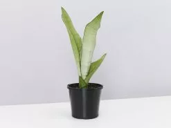 Sansevieria Trifasciata Moonshine With Pot Option