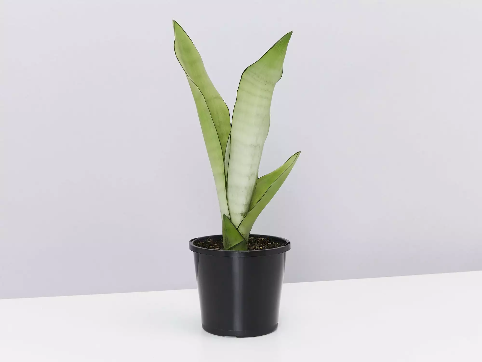 Sansevieria Trifasciata Moonshine With Pot Option 3 Sansevieria Trifasciata Moonshine With Pot Option