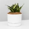 Sansevieria Trifasciata Lotus Hahnii - Pot + Plant + Soil -Plants in a Box Sales Shop SansevieriaTrifasciataLotusHahnii125mm single