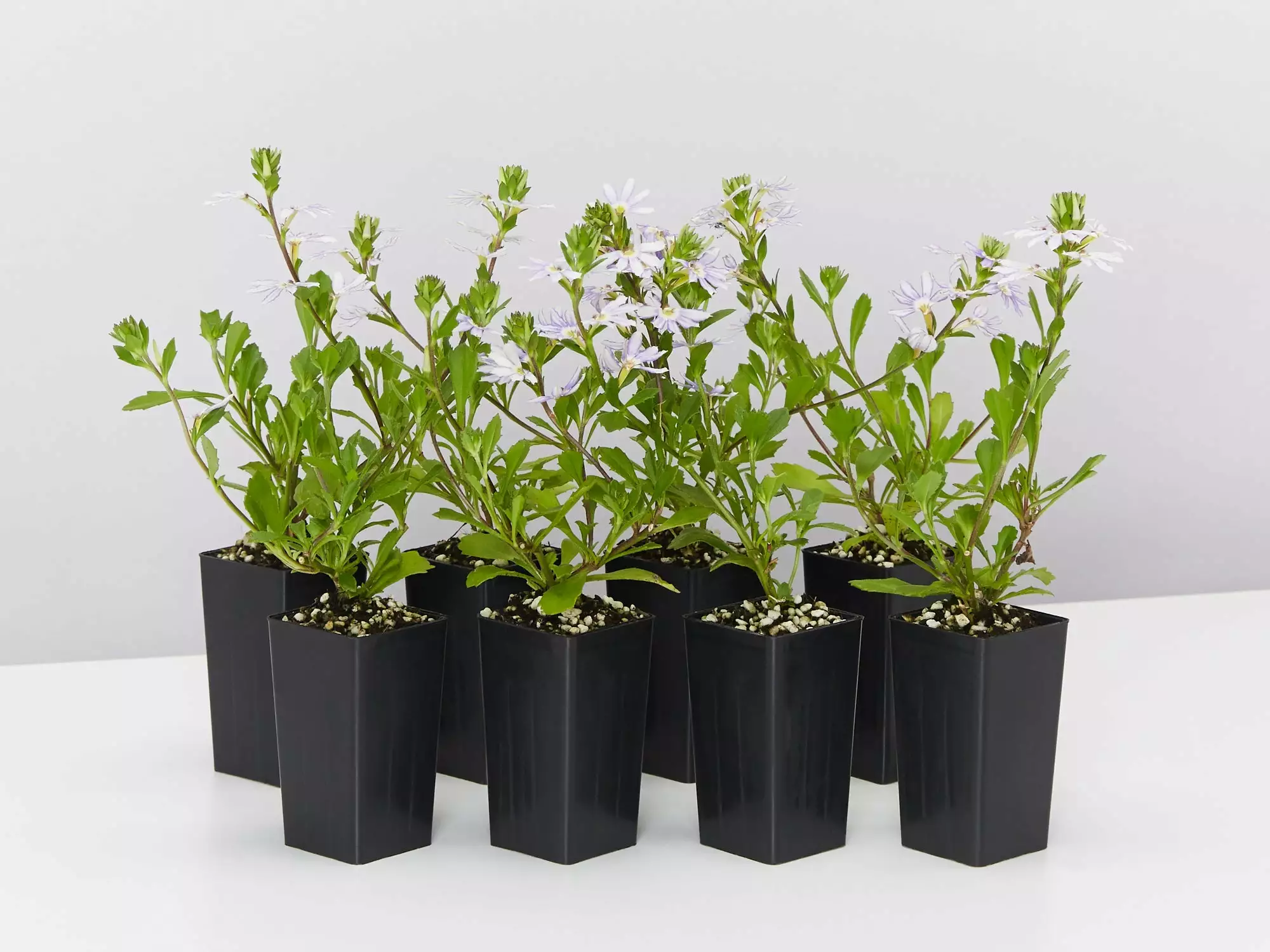 Scaevola Aemula Fairy Blue 4 Scaevola Aemula Fairy Blue - Image 2