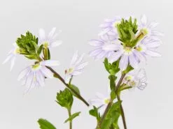 Scaevola Aemula Fairy Blue