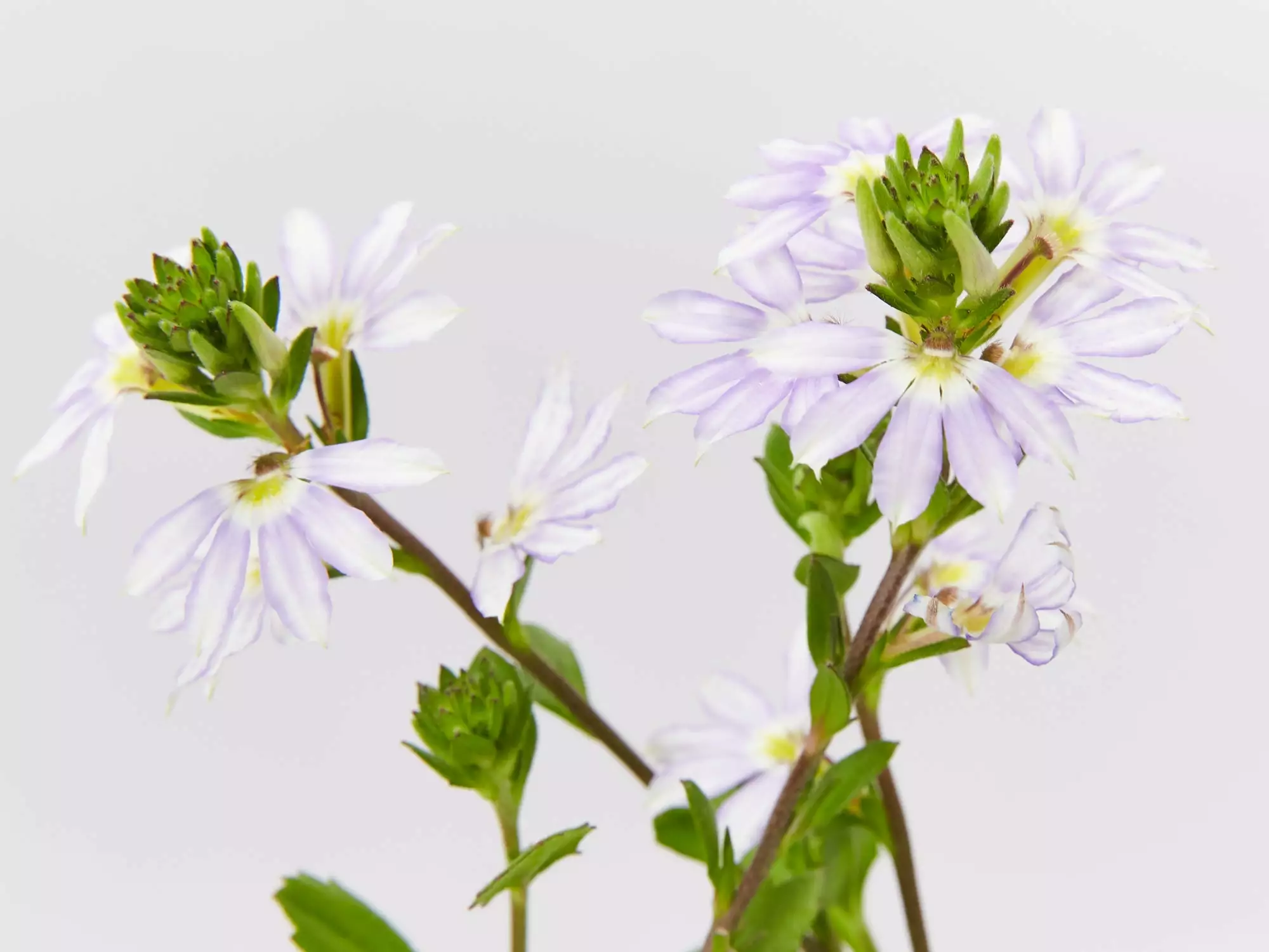 Scaevola Aemula Fairy Blue 3 Scaevola Aemula Fairy Blue